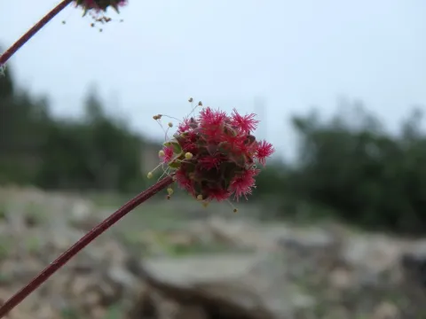 Large-fruited burnet
