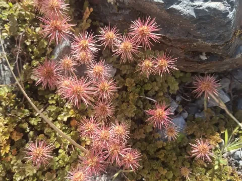 Acaena inermis