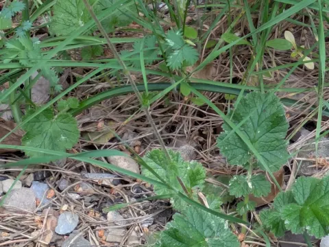 Wood avens