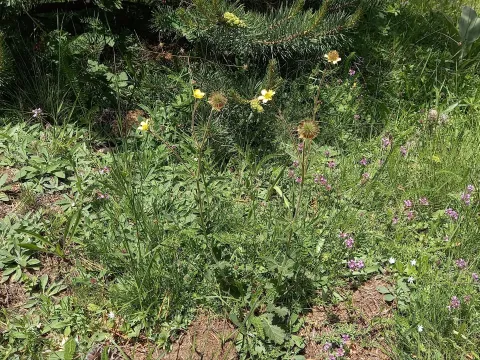 Geum molle