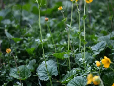 Pyrenean avens