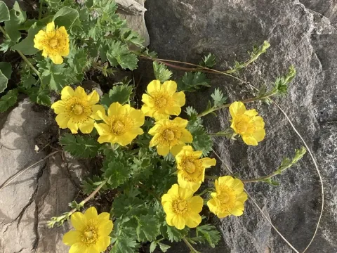 Creeping Avens
