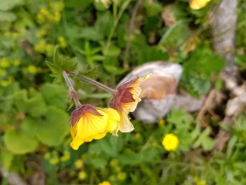 Thomas's avens