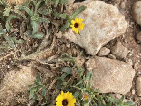 Calendula stellata