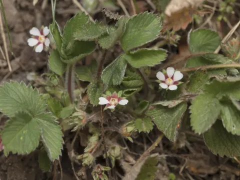 Small-flowered cinquefoil
