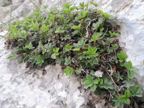 Stemmed cinquefoil