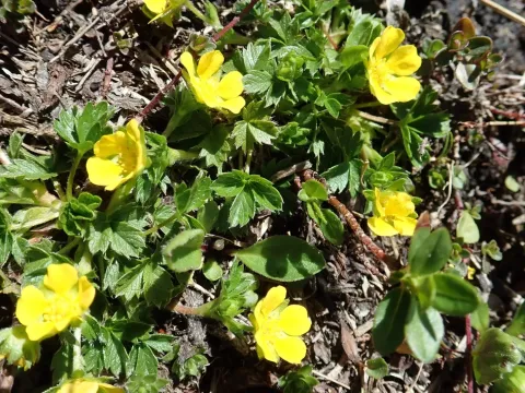 Braune's cinquefoil