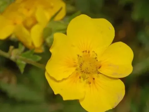 Potentilla delphinensis