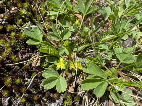 Sibbaldia procumbens