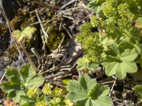 Glaucous lady's mantle
