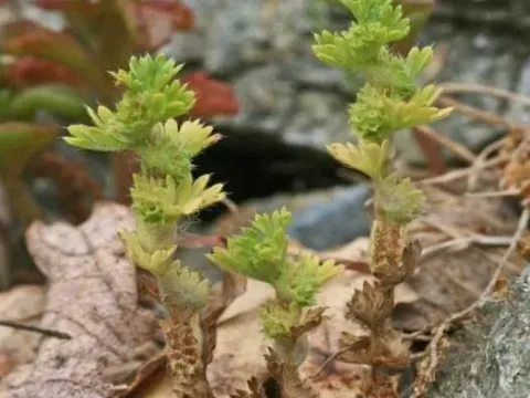 Aphanes floribunda