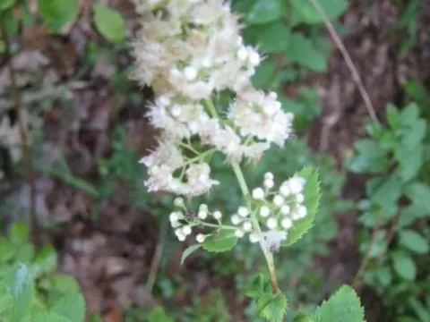 Spiraea nervosa
