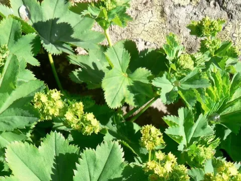 Pyrenean lady's mantle