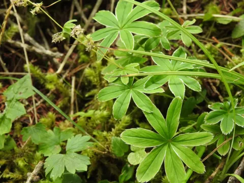 Pale lady's mantle