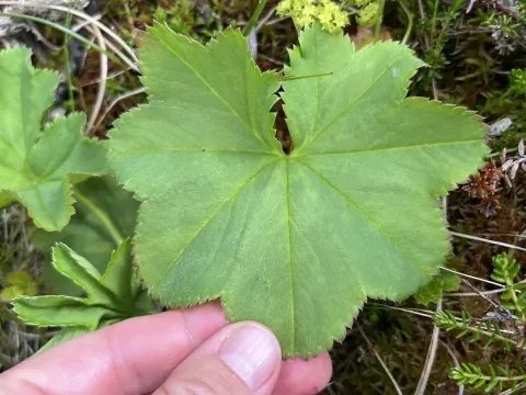 Alchemilla glomerulans