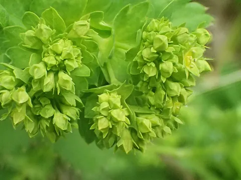 Smooth lady's-mantle