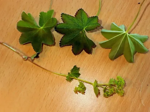 Wichura's lady's-mantle