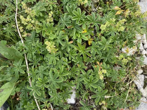 Velebit lady's mantle