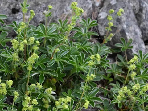 Alchemilla transiens