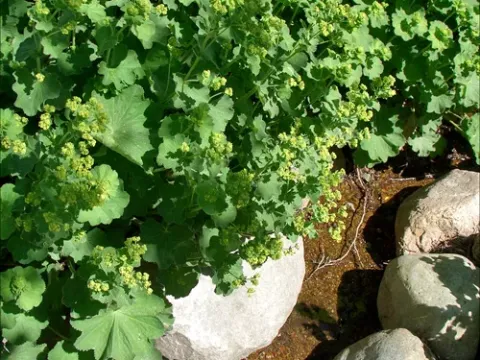 Alchemilla splendens