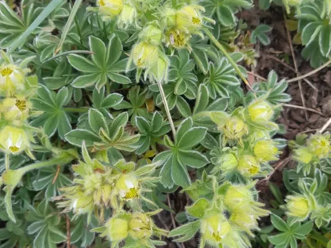 Potentilla nivalis