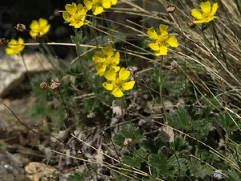 Spreading cinquefoil