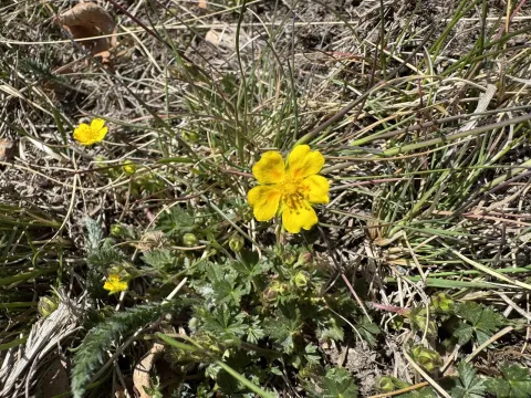 Crantz's cinquefoil