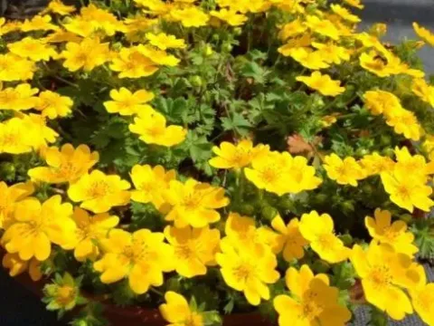 Pyrenean cinquefoil