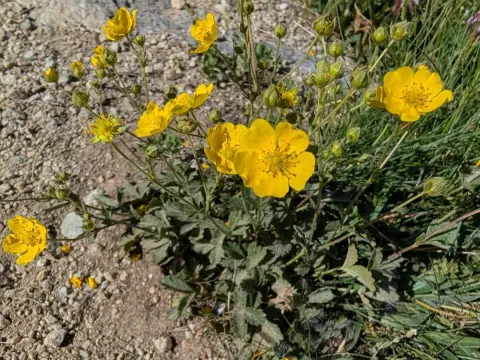 Potentilla grandiflora