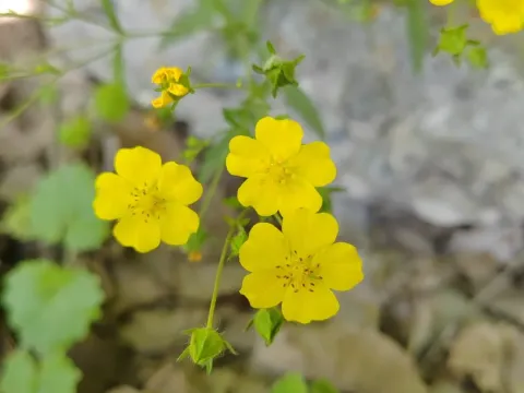 Golden-flowered cinquefoil