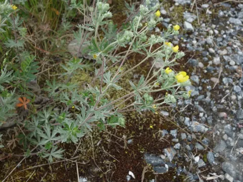 Potentilla neglecta