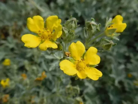 Calabrian cinquefoil