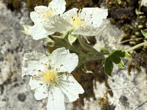 Alchemilla-leaved cinquefoil
