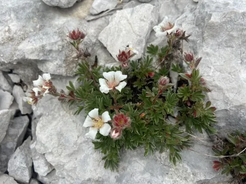 Clusius' cinquefoil