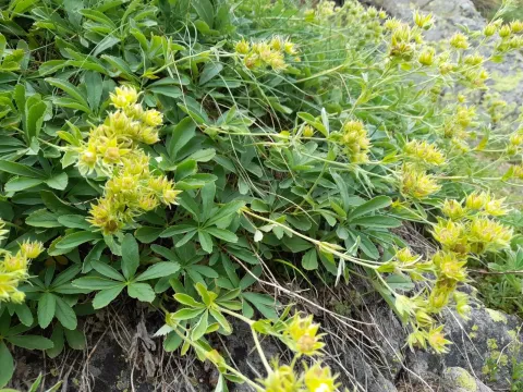 Potentilla valderia