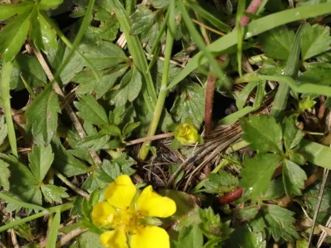 Hybrid cinquefoil