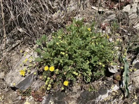 Potentilla pusilla