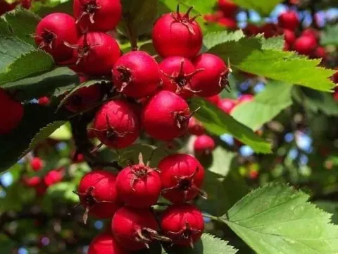 Five-styled hawthorn