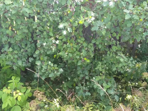 Hungarian hawthorn