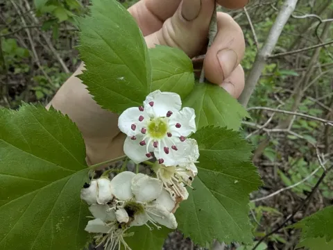 Scarlet hawthorn
