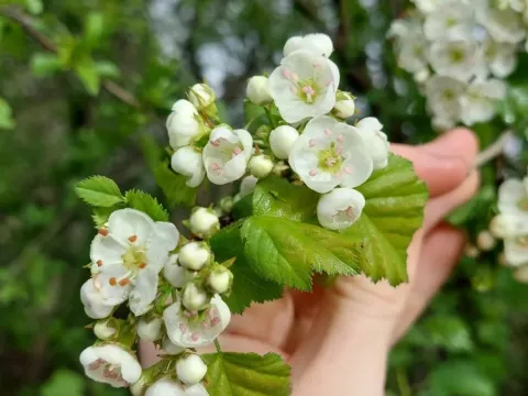 Глід яскраво-червоний
