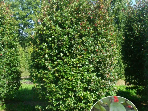 Cockspur hawthorn