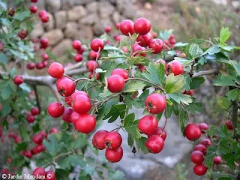 Ruscinon hawthorn