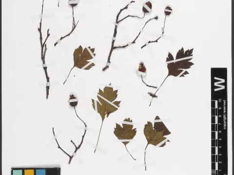Lindman's Hawthorn