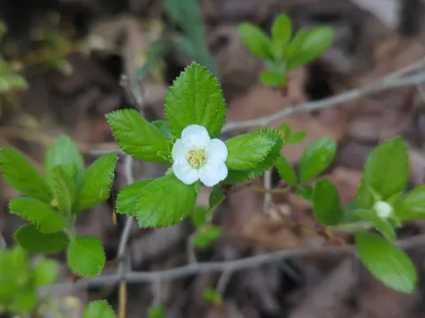 Dwarf hawthorn