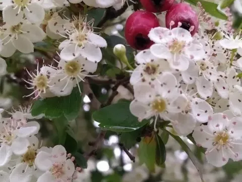 Laciniate hawthorn
