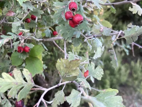 Heldreich's hawthorn