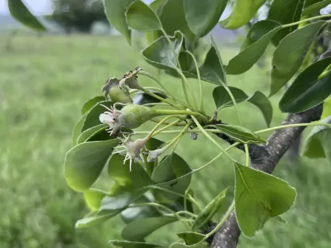Груша кавказская