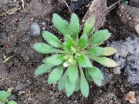Common Whitlowgrass