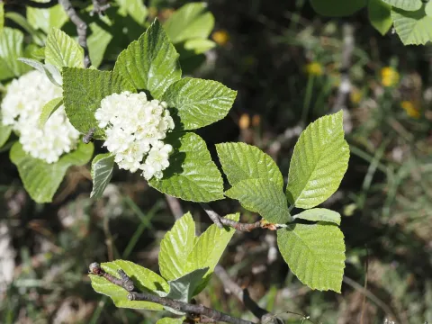 Whitebeam